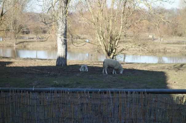 Klicken für Bild in voller Größe